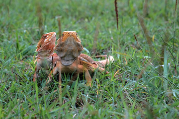 bearded dragon lizard on grass