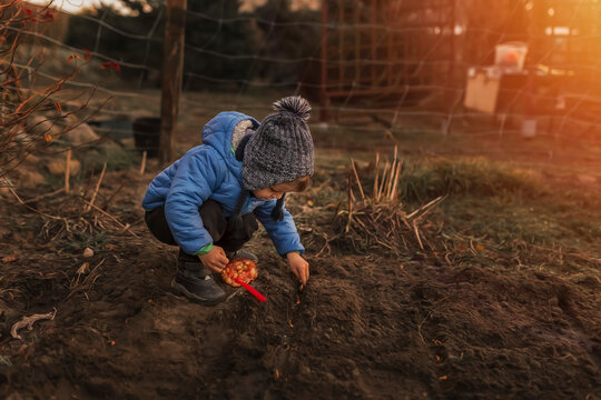 Toddler boy in blue jacket planting onions in garden