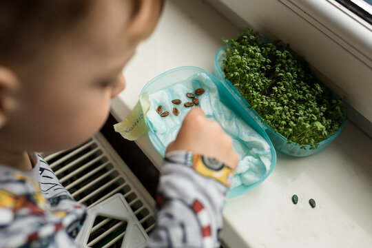 Small boy by window sowing seeds of watermelon on paper towel