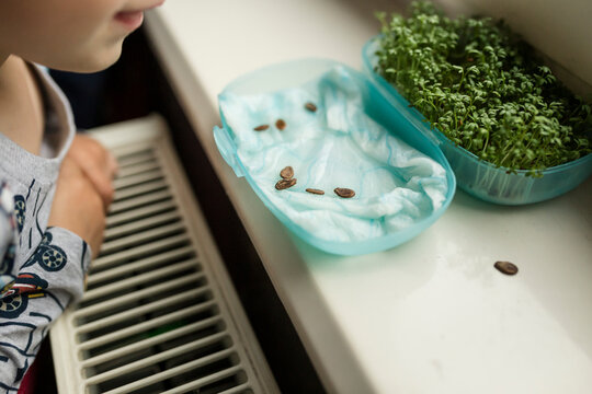Small child looking at growing watercrest and seeds of watermelo