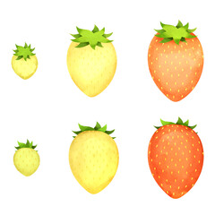 並んだ未熟なイチゴの果実。水彩風イラスト。