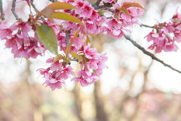 Pink Sakura flower and tree branch blur nature background.