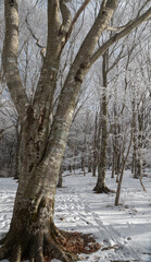 樹氷に覆われる森　面ノ木園地