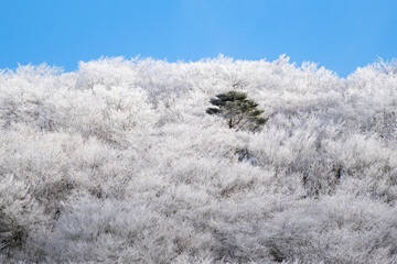 樹氷の森　面ノ木園地