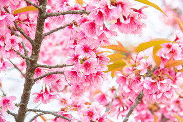 Photo of Sakura flower in the garden at Chiangmai Thailand.