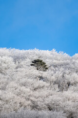 樹氷の森　面ノ木園地