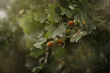 Close-up of acorns growing on oak tree with green leaves