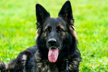 German Shepherd dog in a park