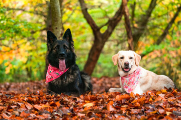 German Shepherd and white labrador dogs in a park - selective focus