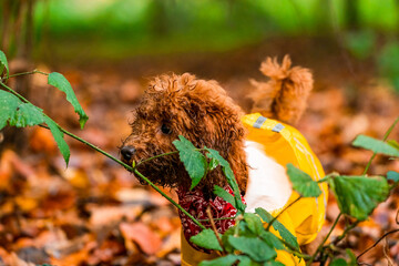 Ginger toy poodle puppy in a park - selective focus
