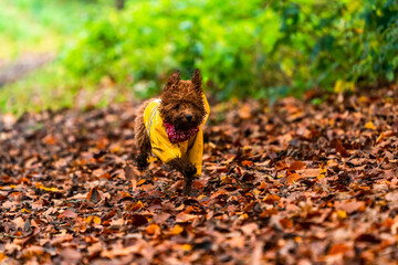 Ginger toy poodle puppy in a park - selective focus