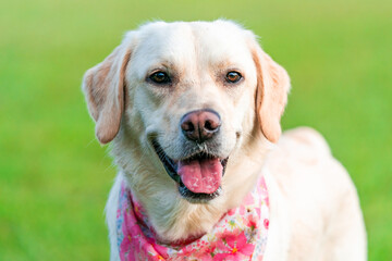 White labrador dog in a park - portrait with selective focus