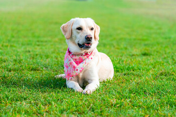 White labrador dog in a park - selective focus
