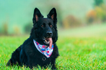 German Shepherd dog in a park - selective focus