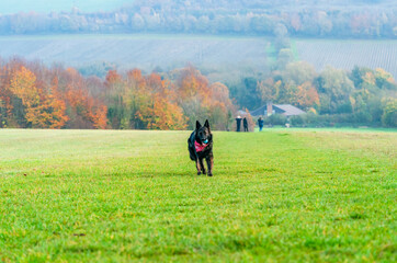 Fototapeta na wymiar German Shepherd dog in a park - selective focus