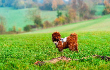 Fototapeta premium Ginger toy poodle puppy in a park - selective focus