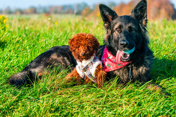 German Shepherd dog and ginger toy poodle puppy in a park - selective focus