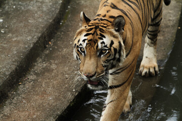 Bengal tiger in the zoo