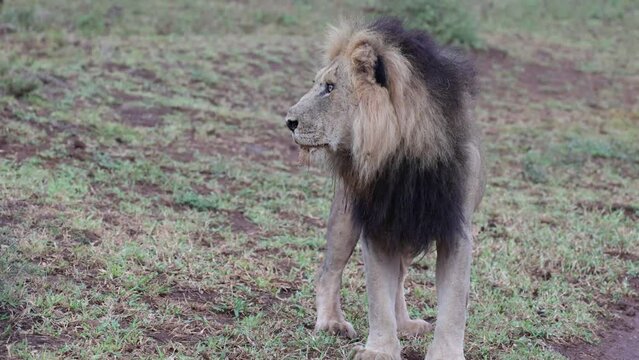 water dripping from a big male lion then urinates