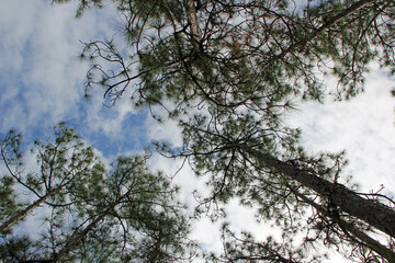 Trees Reaching To The Sky in Corkscrew Swamp Sanctuary in Naples Florida