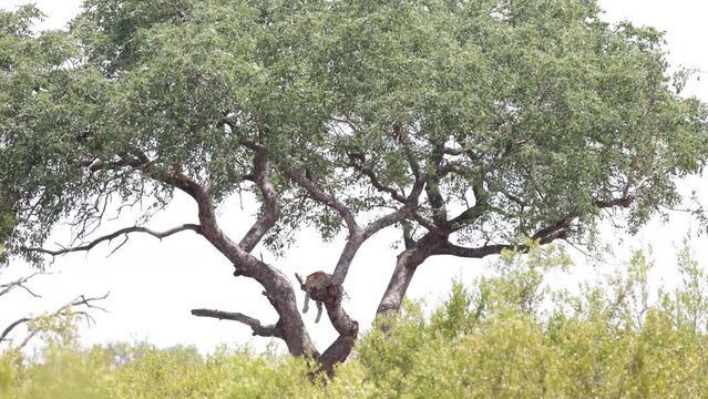 Male leopard in a marula tree