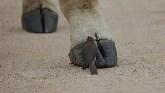 Juvenile red-billed oxpecker feeding on giraffe blood