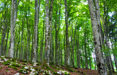 Obraz premium The Cansiglio is a pre-Alpine plateau between the Veneto and Friuli Venezia Giulia regions, straddling the provinces of Belluno, Treviso and Pordenone