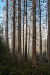 Fichtenwald Borkenkäferbefall, Morgenstimmung