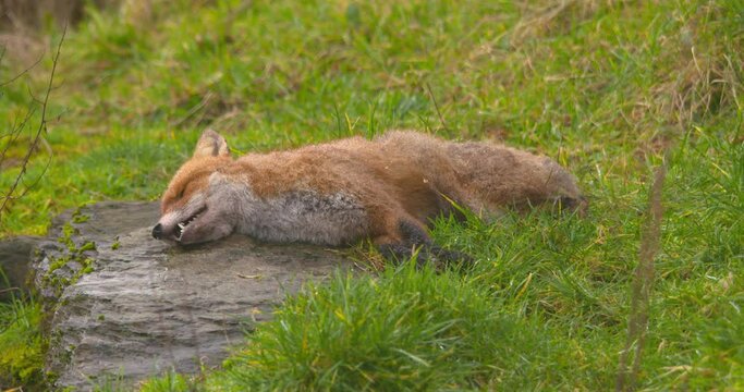 Red Fox lying dead on the grass roadkill predation hunting