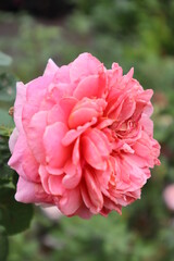 pink rose in garden