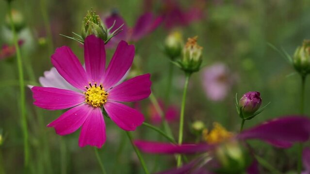 A purple Cosmos flower sways in the strong wind. Cosmos bipinnate close-up on a blurred background