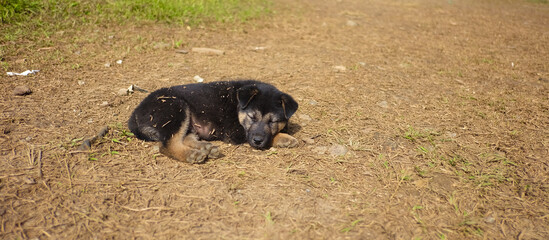 Lovely puppy living in the mountain in Ta Xua, Son La Vietnam