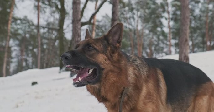 German Shepherd barks, shows its mouth and fangs. Winter, snow, forest, pines. Close-up, portrait of a dog.