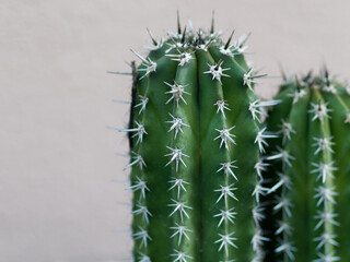 detail of a succulent plant