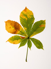 chestnut leaf on a white background