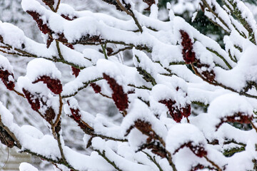 thick blanket of snow covers branches of trees and bushes, foggy and grainy background of falling snow