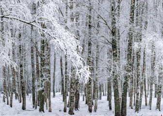 snow blanket covers branches of trees and bushes, foggy and grainy snow fall background