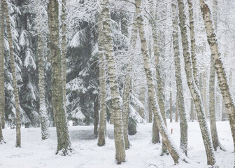 snow blanket covers branches of trees and bushes, foggy and grainy snow fall background