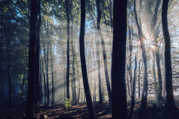 Sonnenstrahlen Nebel Hochwald mit Buchen, Waldstimmung