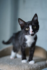 Cute tabby cat standing in the shelter and looking at the camera. Kyiv, Ukraine. High quality photo