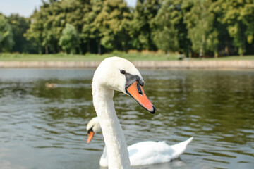White swans swimming in the lake