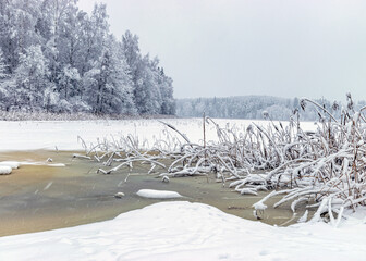 snowy reeds on the river bank, interesting patterns, foggy and grainy snow fall background