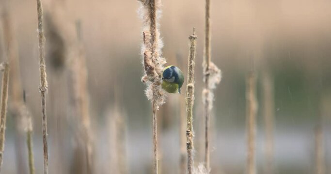 Blue Tit bird strips seeds from bullrush reed flying away slow motion wildlife Ireland