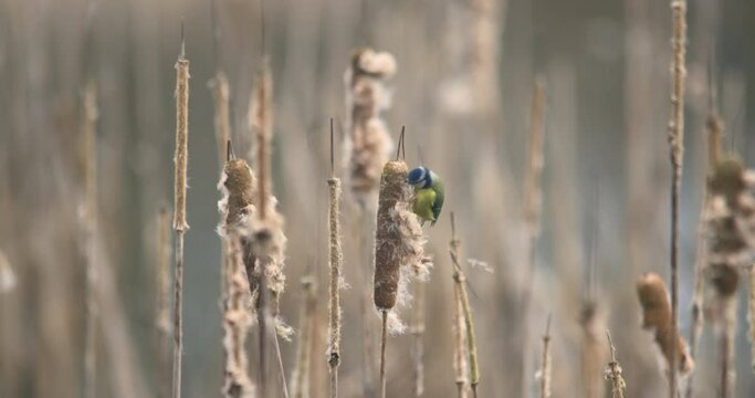 Blue Tit bird strips bullrush reeds seed dispersal slow motion nature pollination