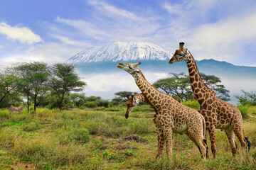 Giraffen und der Kilimandscharo im Amboseli Nationalpark 