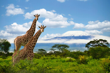 Giraffen und der Kilimandscharo im Amboseli Nationalpark 