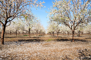 The almond grove in bloom