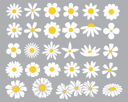 Daisies clipart. Collection of cute round daisies. Simple design. Vector graphics.