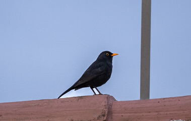 A blackbird perched on a tile