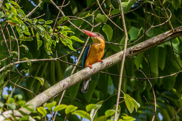 Stork-billed kingfisher